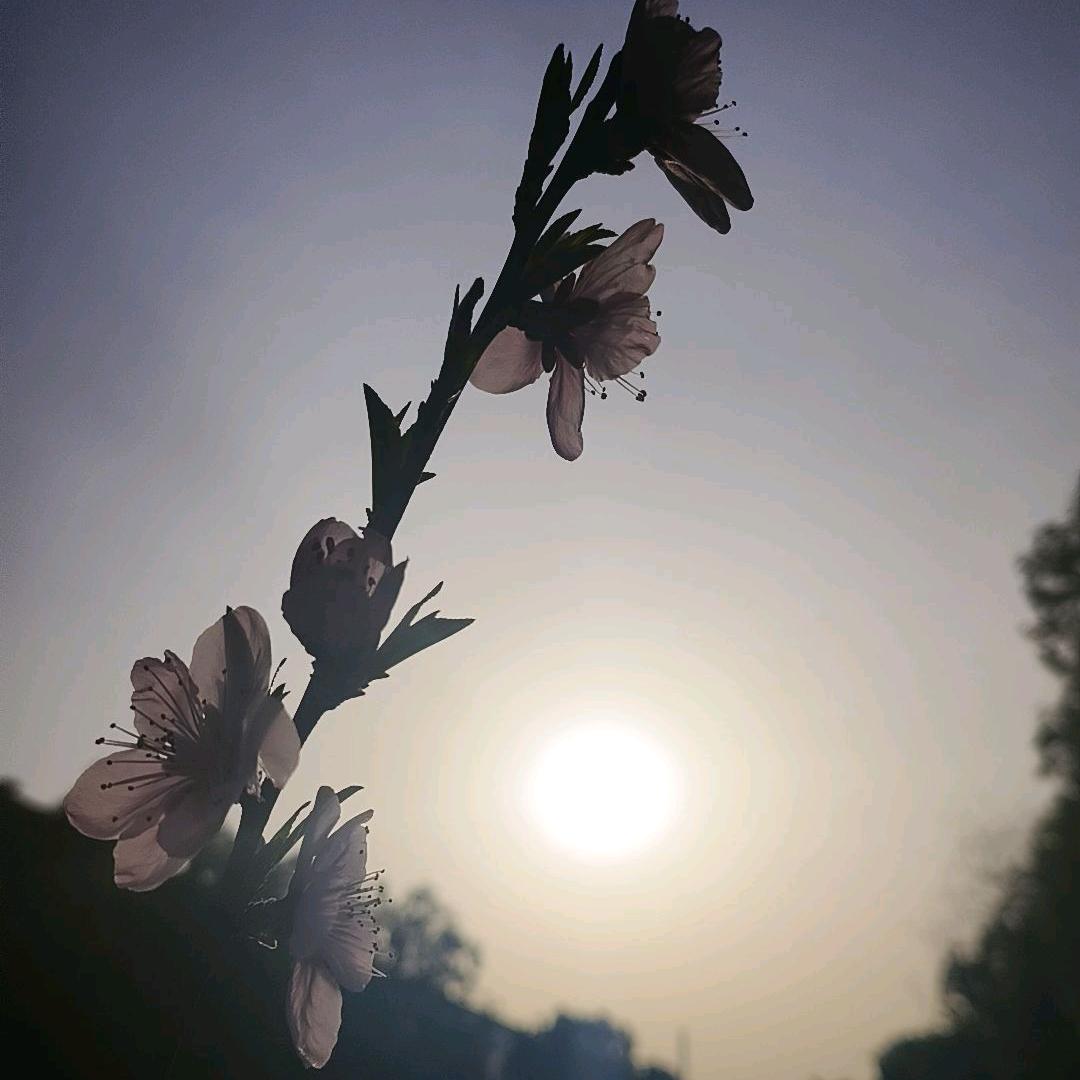 桃花开尽意为春