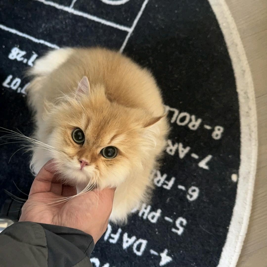 Alexander