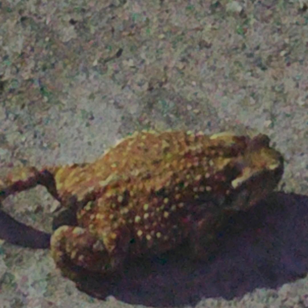 小十七（高手版）