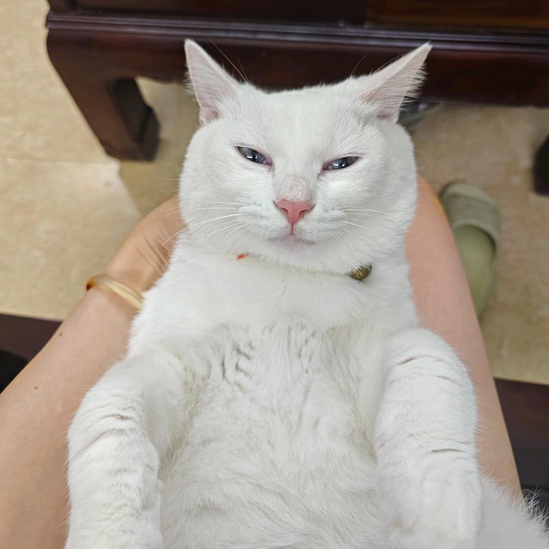 被黄毛撵的白富美🐱