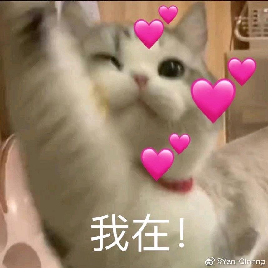 逻辑猫Oo
