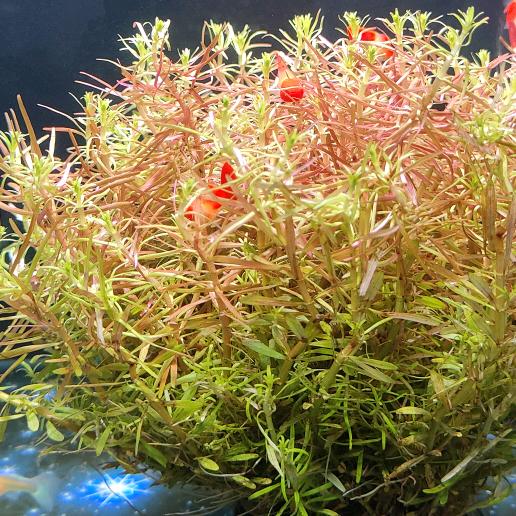 L˻˳˯ₑingˎ浅笑