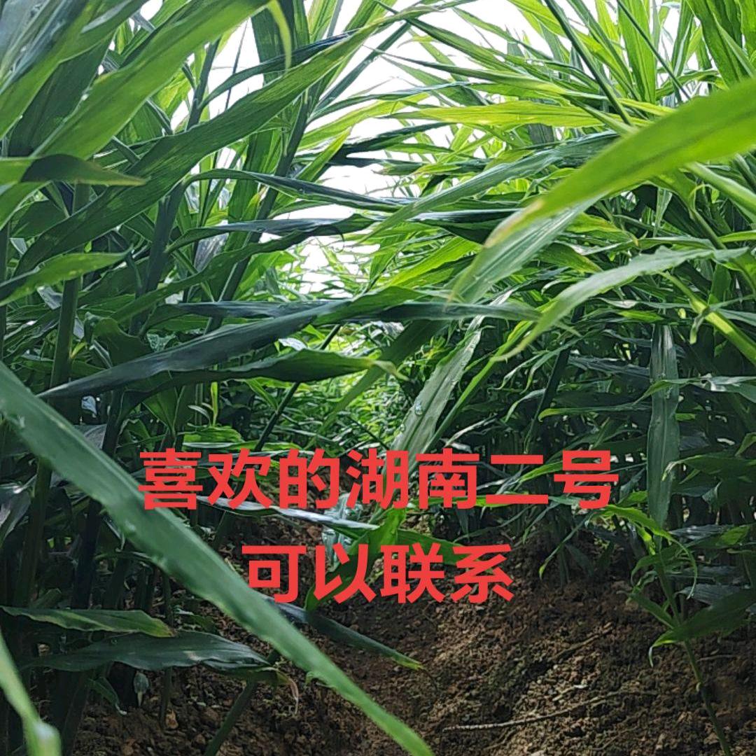 AAA珠街生姜朋友圈