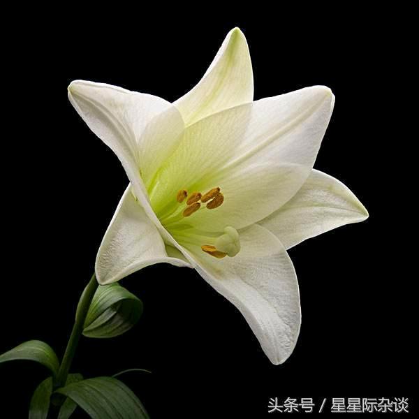 真爱永恒