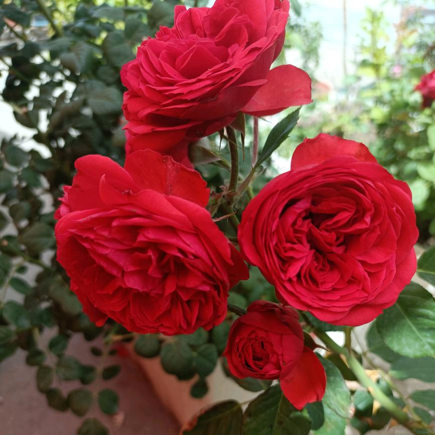 郭际辣饼铺官方号