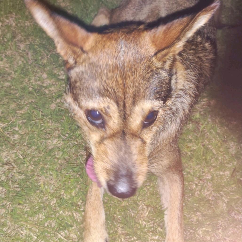 住在菠萝里的修勾