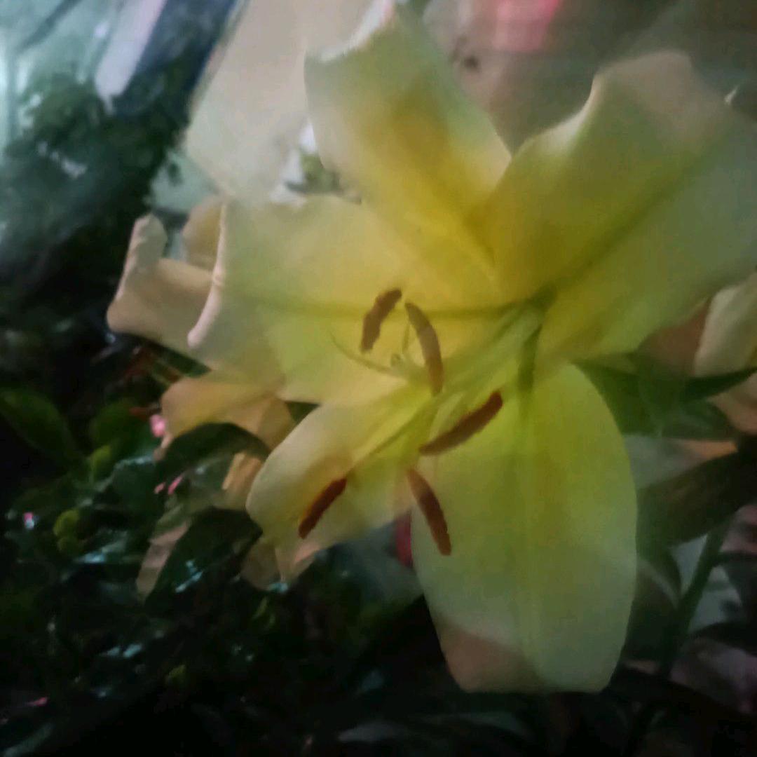 社恐聊天实验室