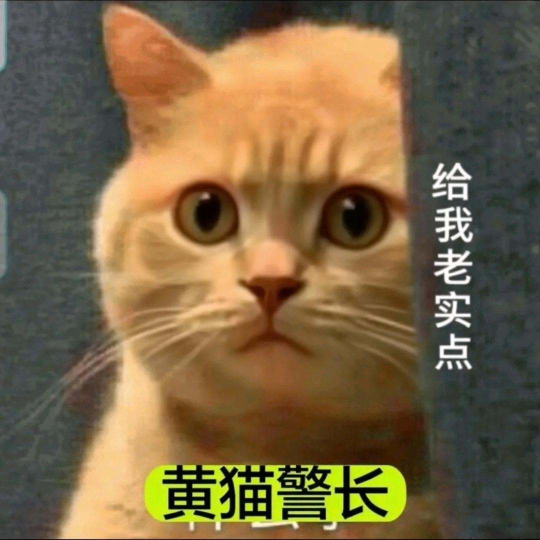 黄猫侦探