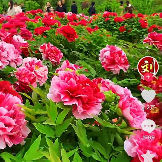 豁子哥，闫洼小学