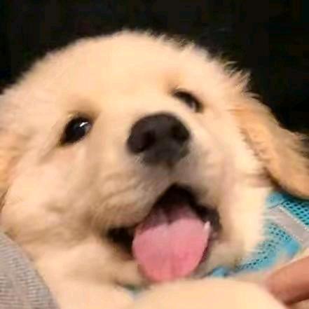 烊烊不是羊
