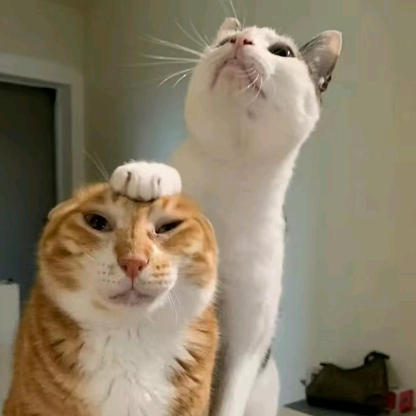 秋恋安