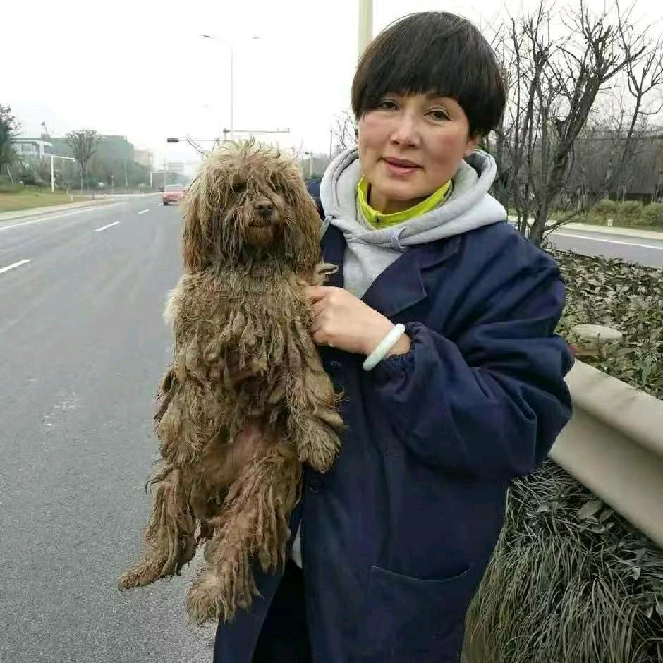 芳姐流浪狗救助基地