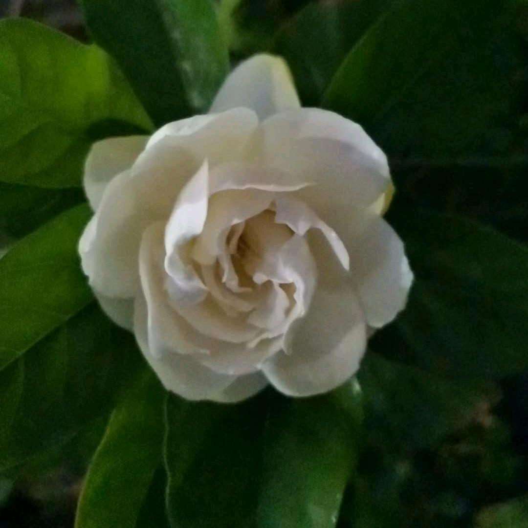 唯美弑、优雅 （互）