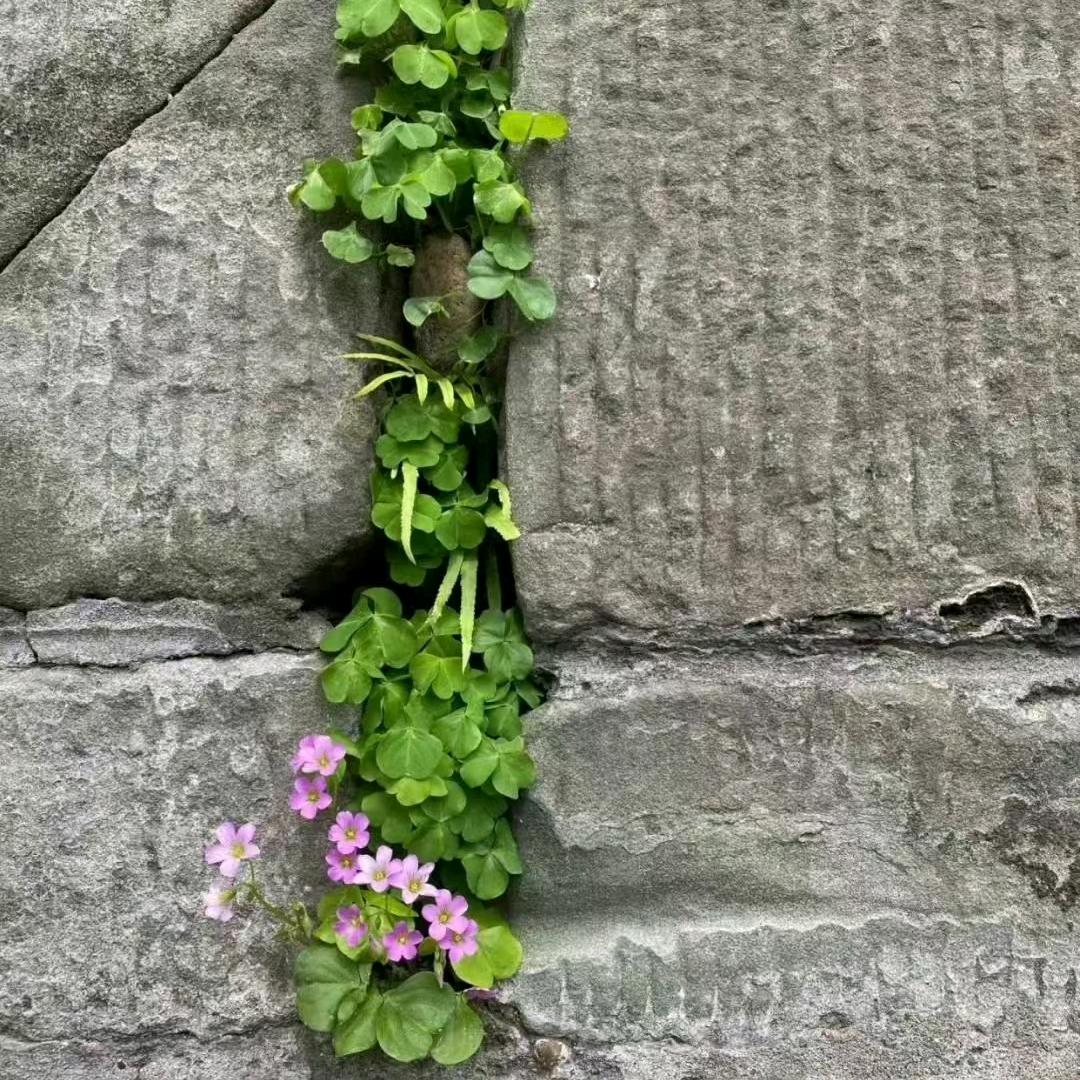 子洺—开心农资人