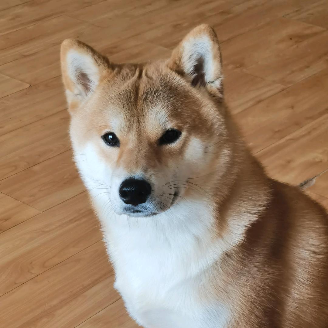 保定狗哥