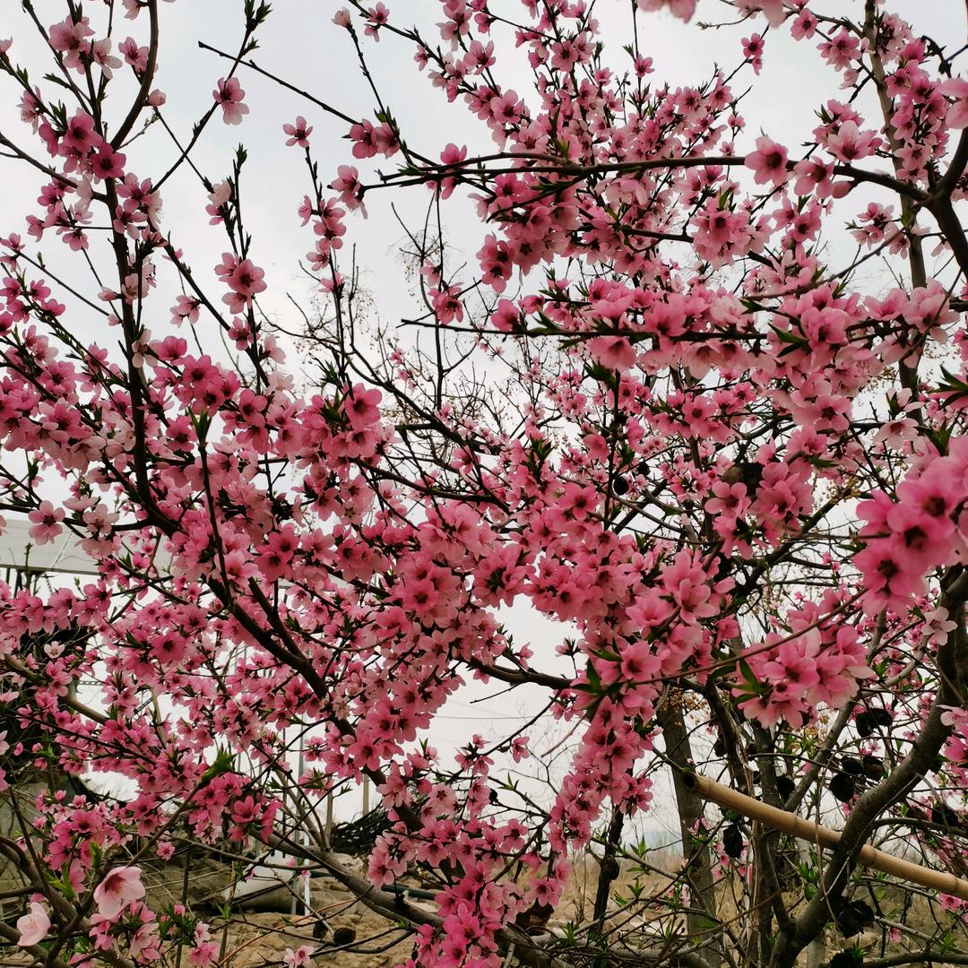 沂蒙小韩农产品