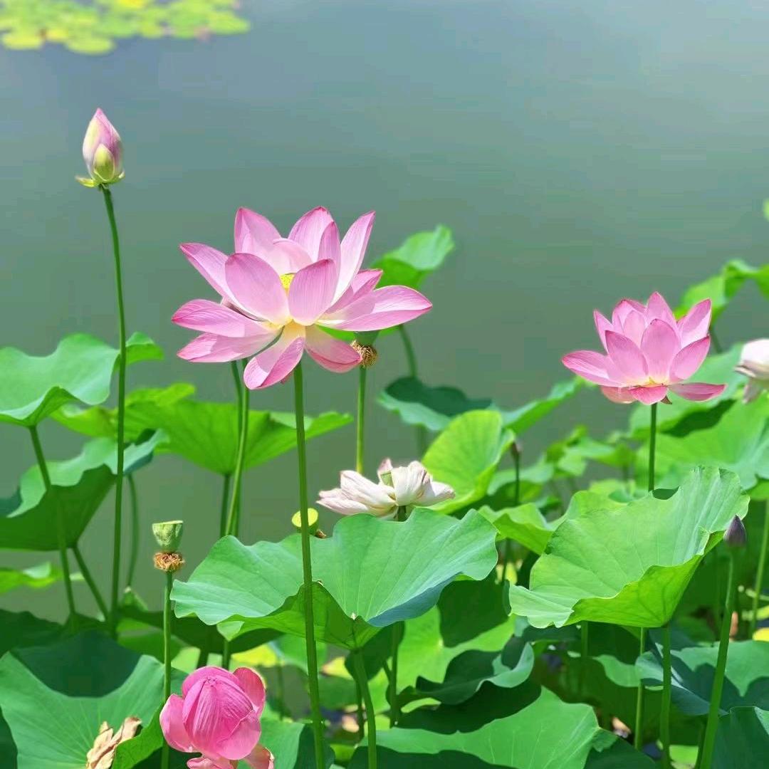 止꯭于꯭心꯭ꦿ᭄