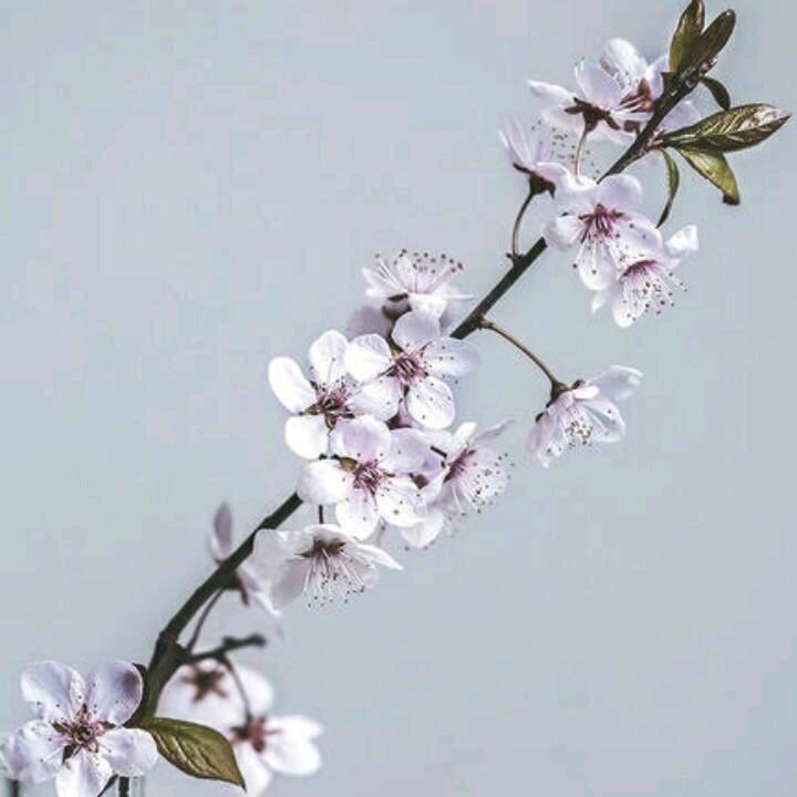 诺诺