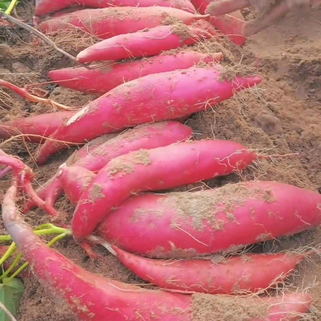 大量收购红薯  地瓜