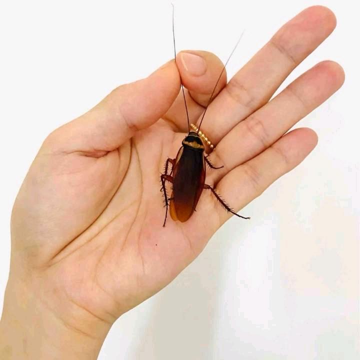 上善若水