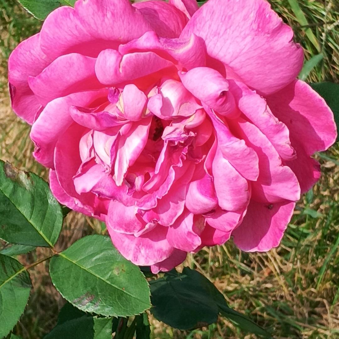 夏之秋