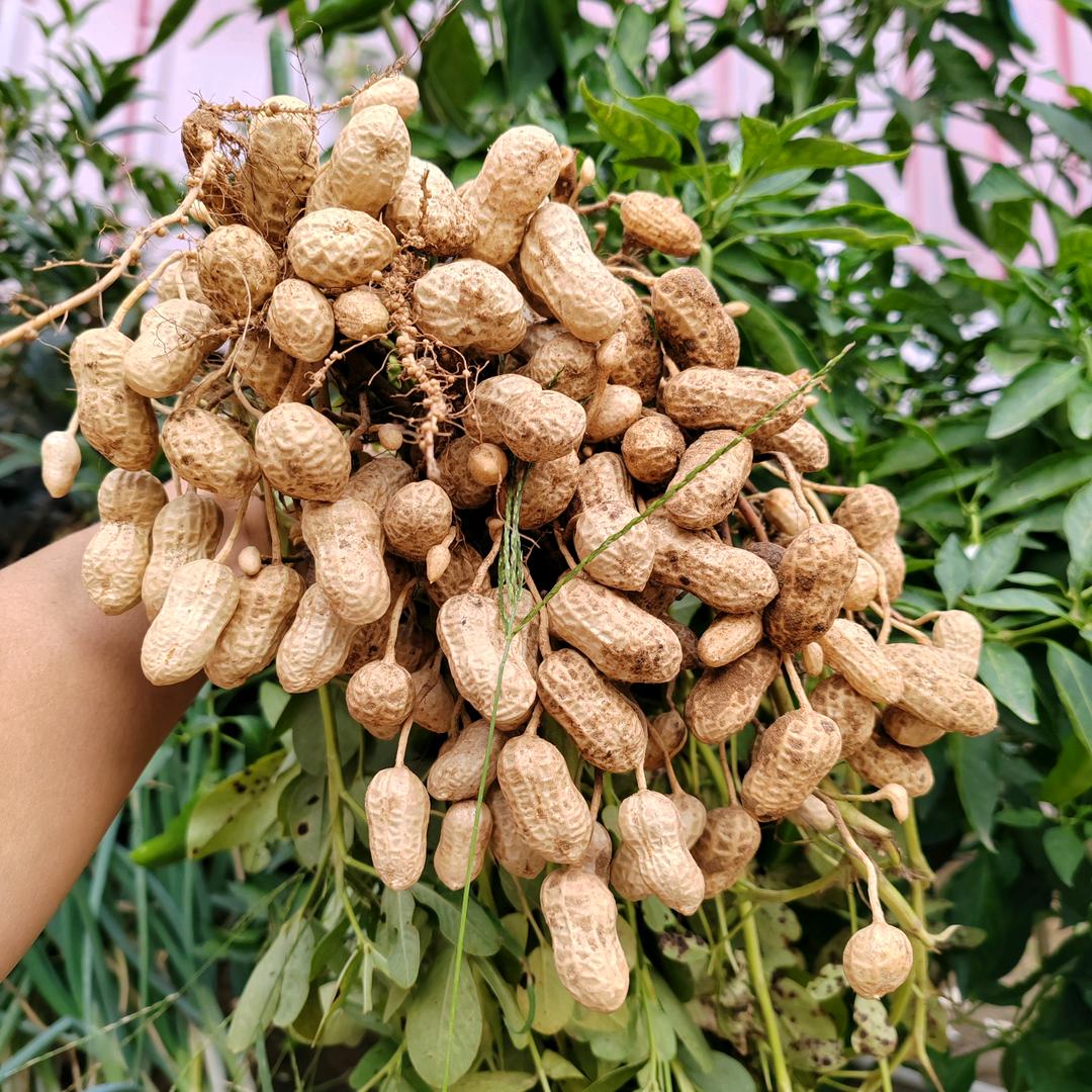 花生良种基地