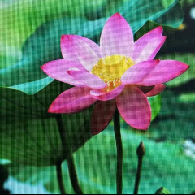 庆年堂般若1