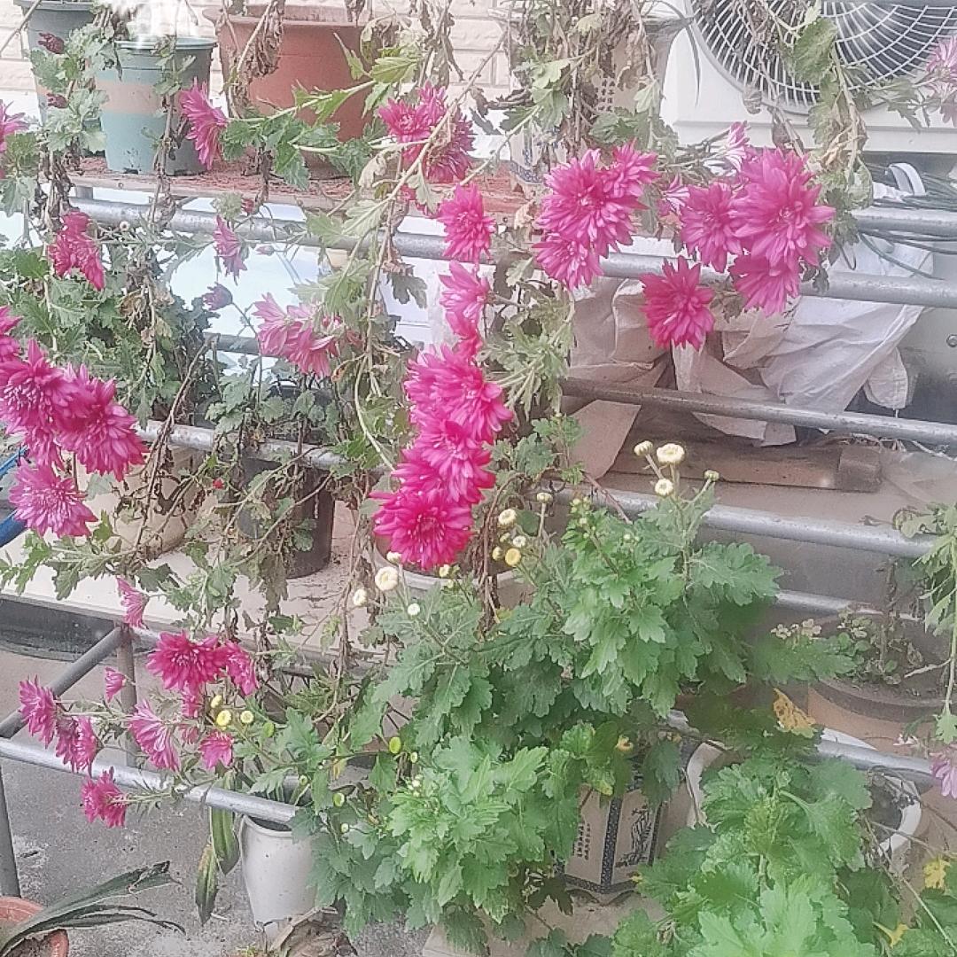 沉默是金