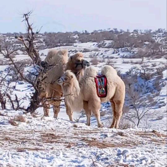 尔ᠬᠠᠰᠪᠠᠭᠠᠲᠤᠷ