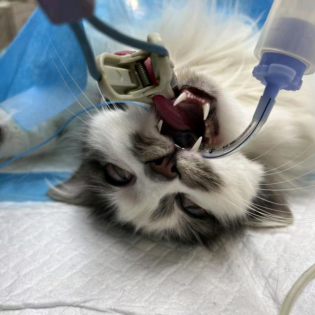 百信宠物诊疗中心-执业兽医 vet李