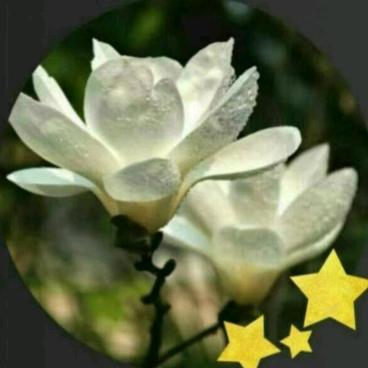 🌻玉兰绽放🌻