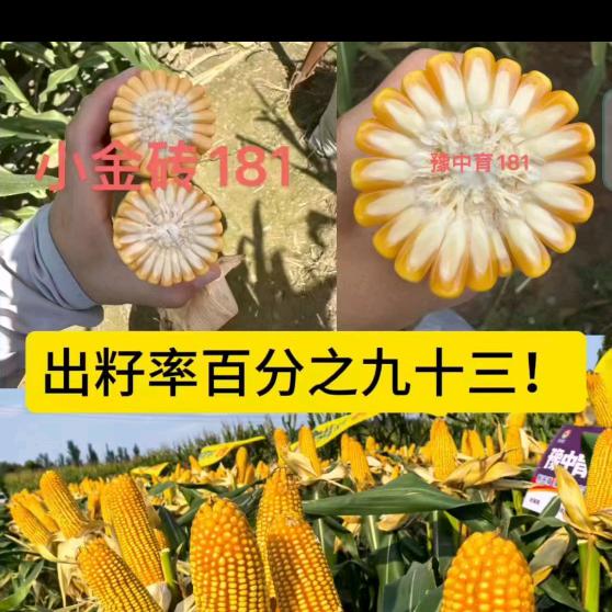 高阳李杰农资部