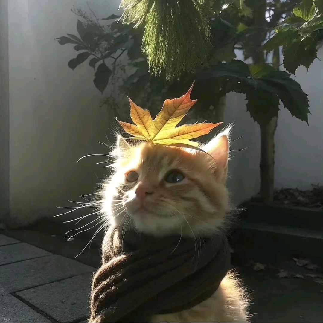 吃完香菜再减肥