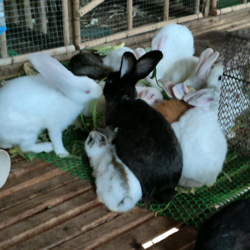 🐏羊羊