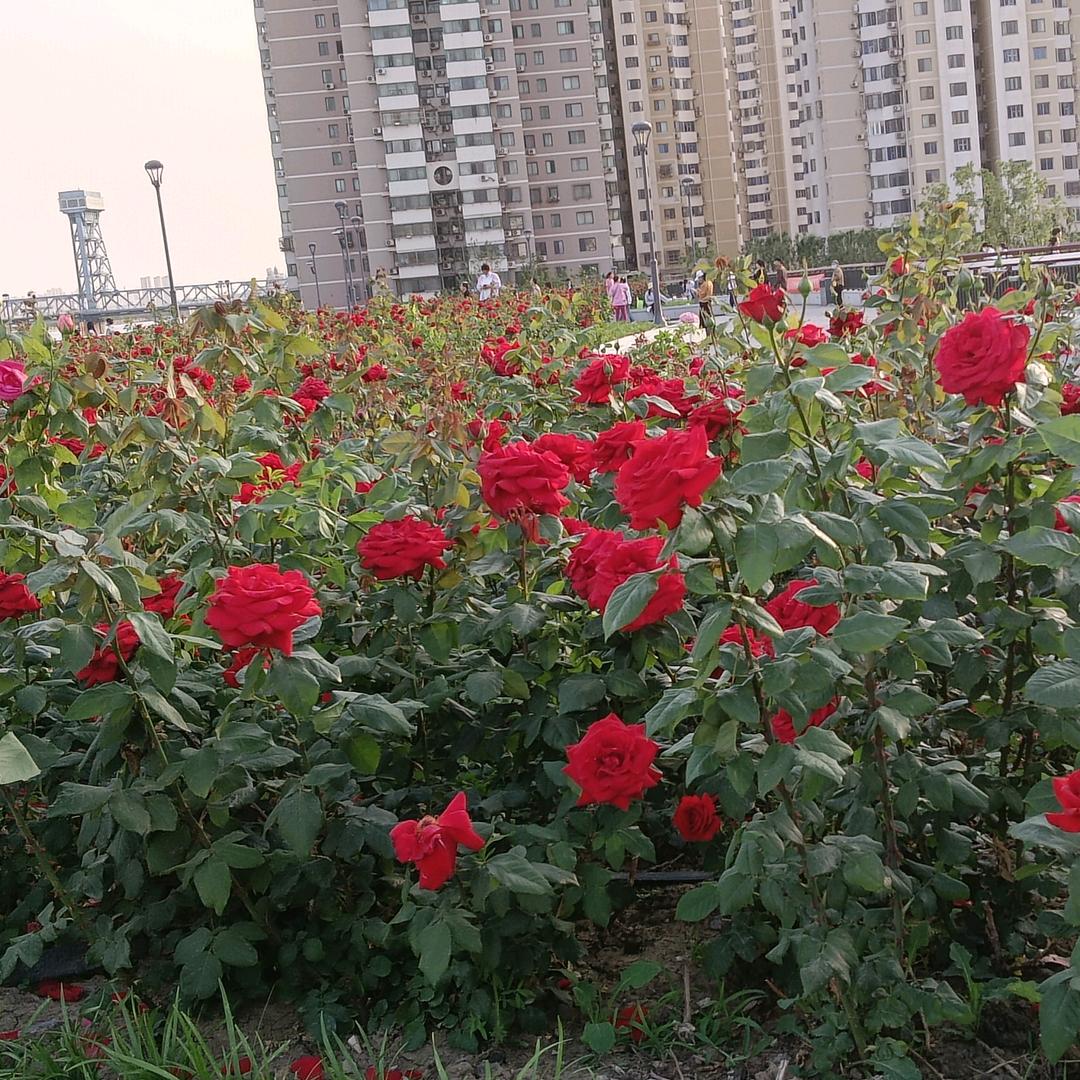 梓萱奶奶
