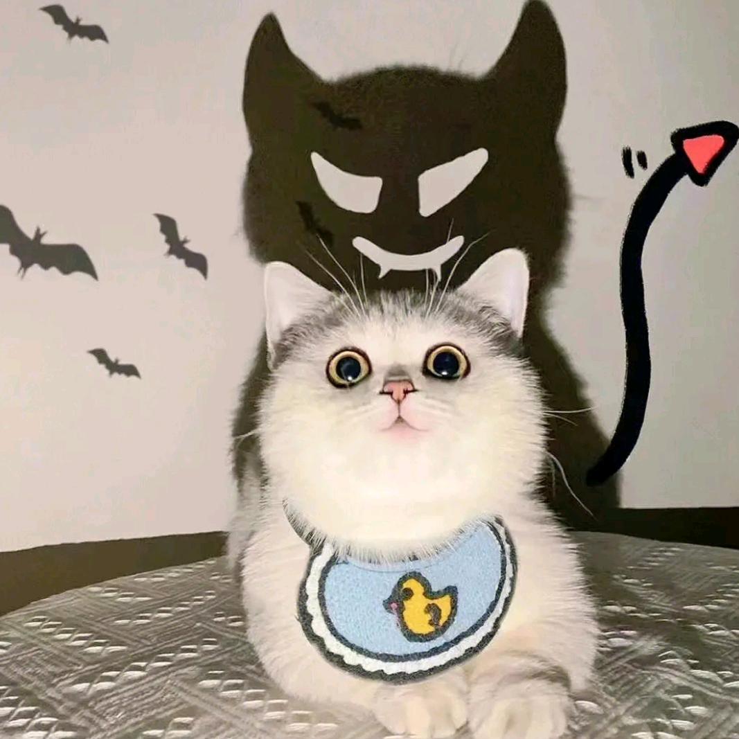 撸猫猫