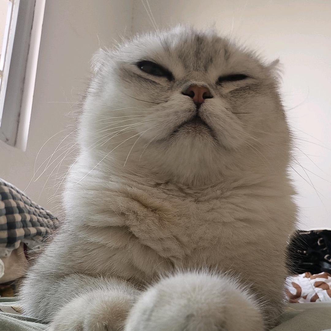 招财爱偷袭