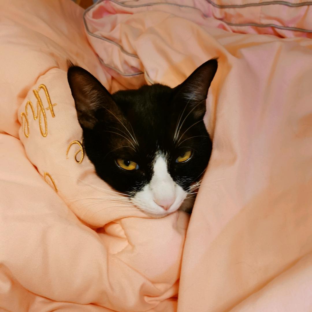 橙子的程十六喵