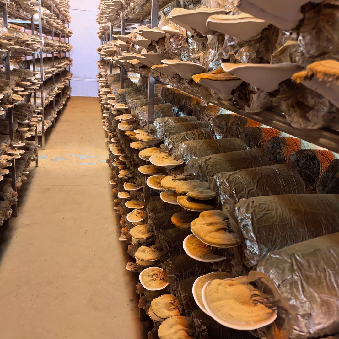 莞芝梁芝灵芝专卖店