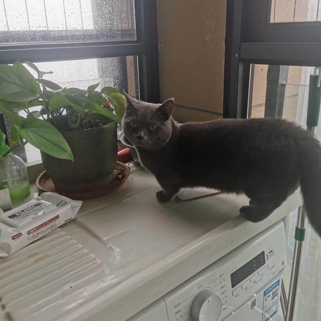球球宝🐱