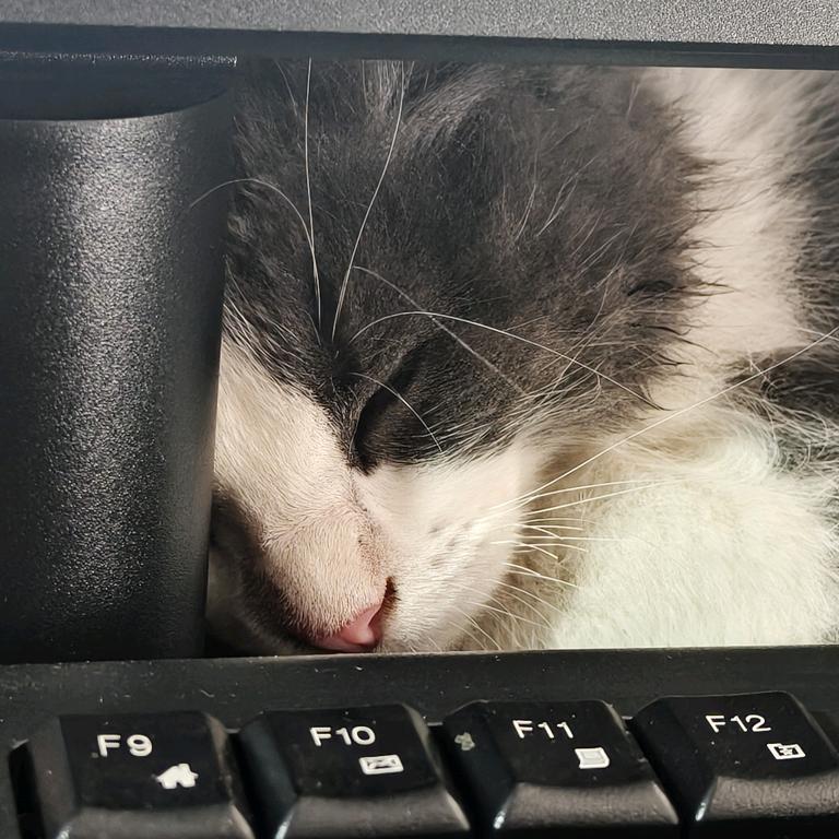 猫咪♛
