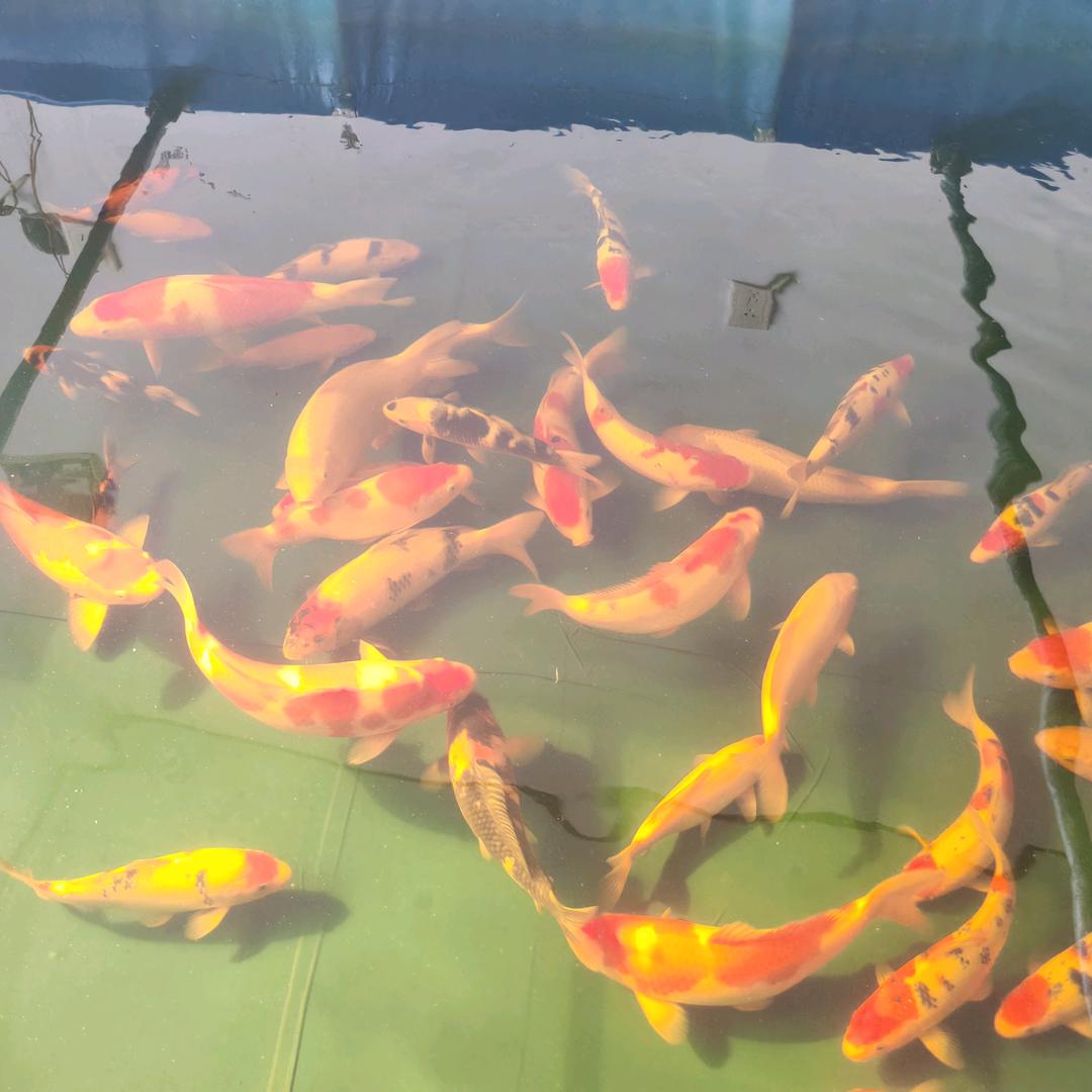 锦鲤（王者荣耀）