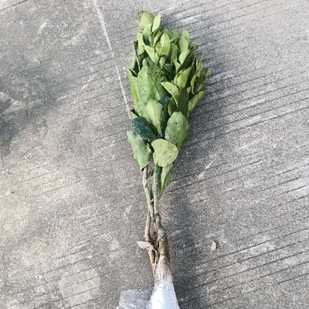 王