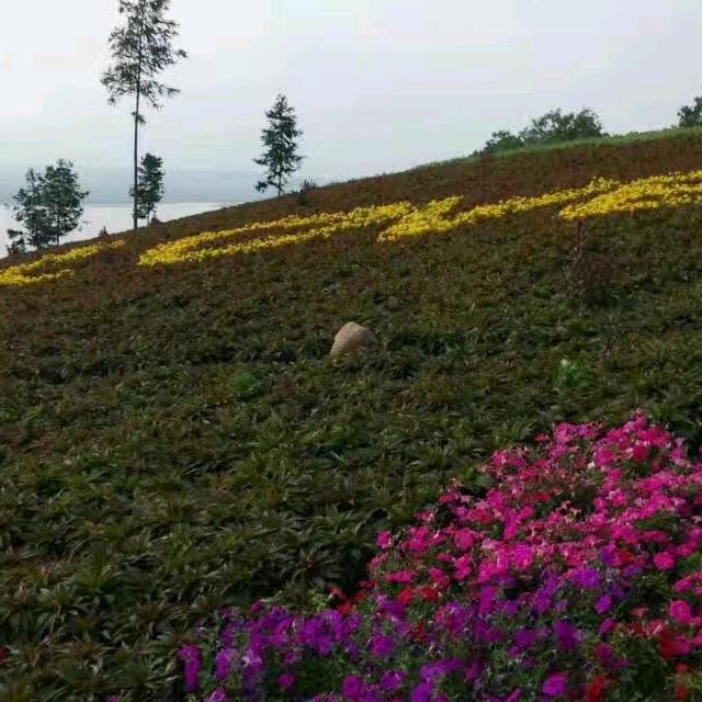 碎碎❤️念念—白家鼓🥁队（清风细雨团长