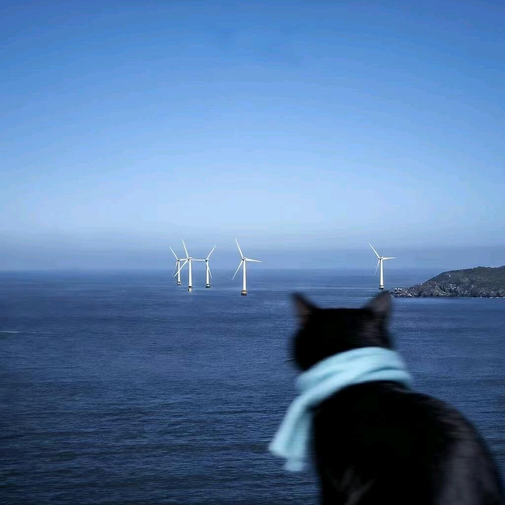 养了只猫😀