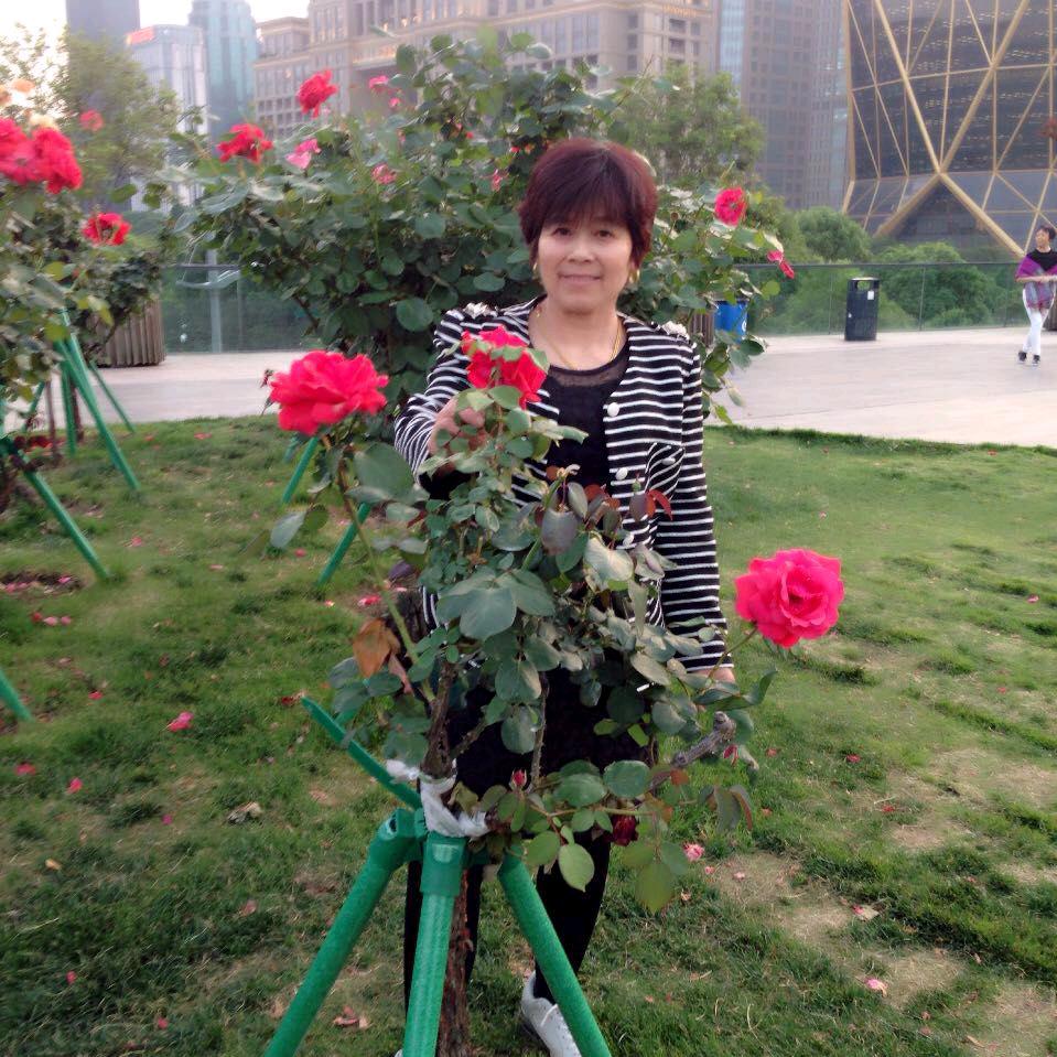 惠菊