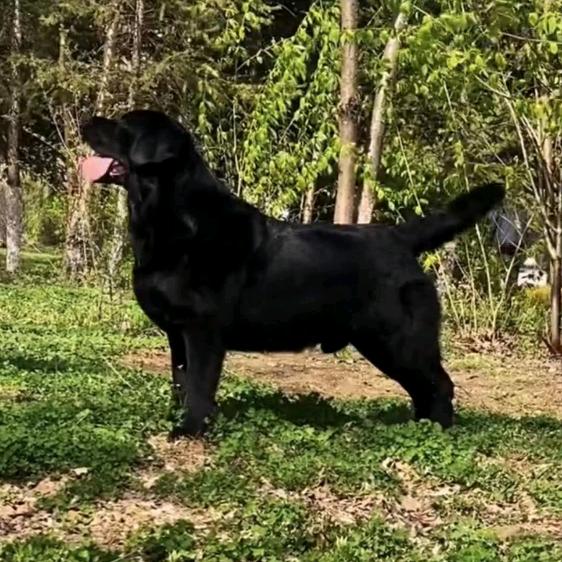 华强犬舍高端拉布拉多