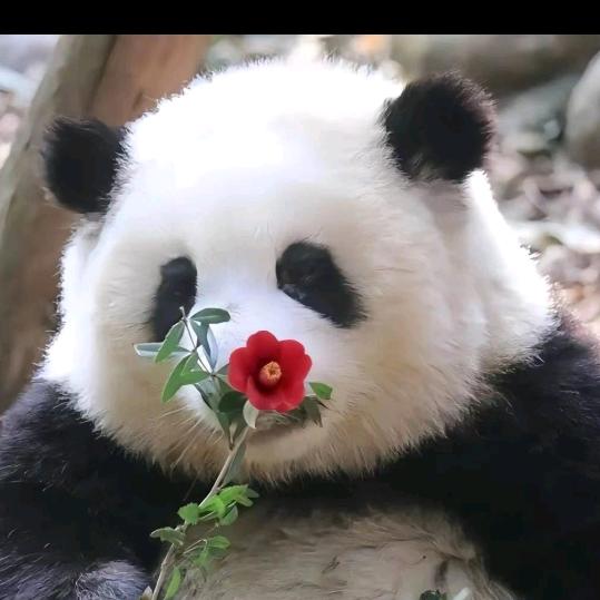 美好生活
