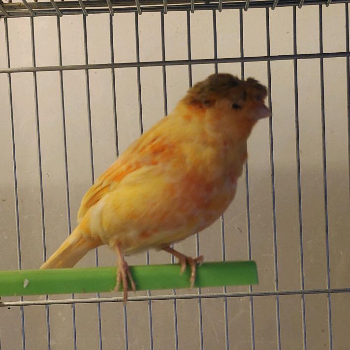 林子大了🐦