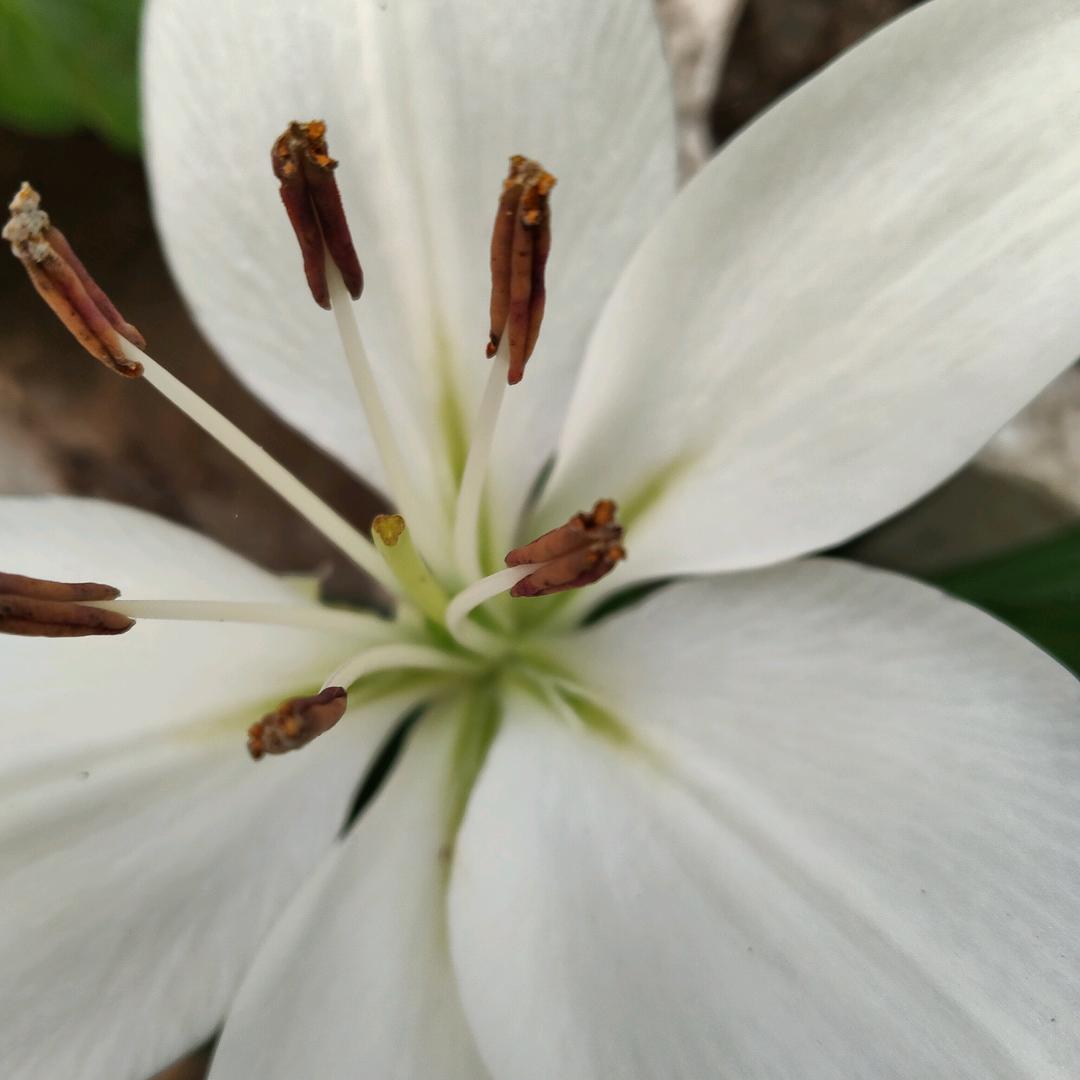 ꧔ꦿ℘执💞᭄᪲ᩚ꯭ᩚ念꧔ꦿ᭄